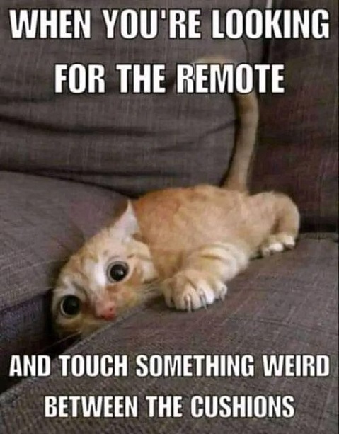 cat looking for remote.jpg